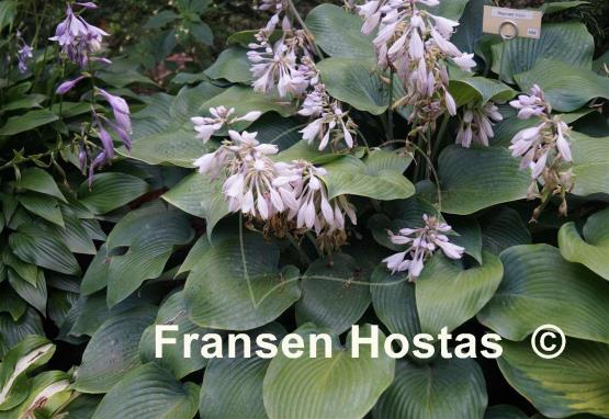 Hosta Reginald Kaye