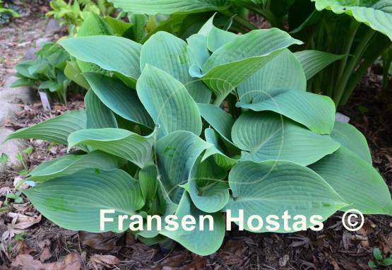 Hosta Reginald Kaye