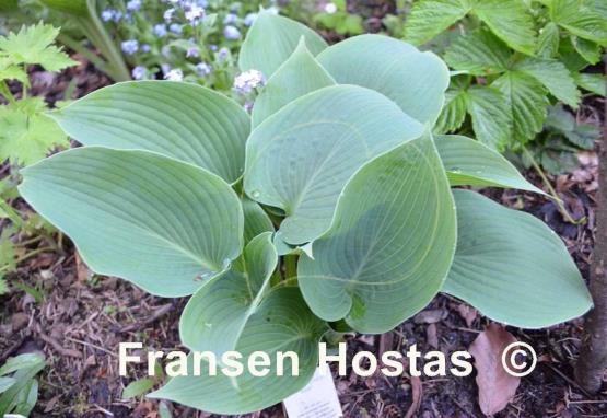 Hosta Reginald Kaye