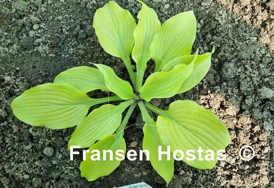 Hosta Relentless