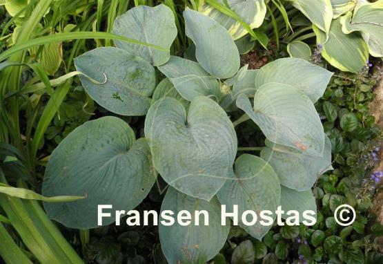 Hosta Rembrandt Blue