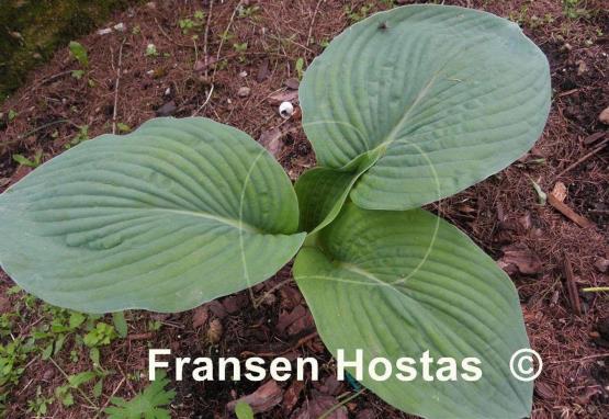 Hosta Rembrandt Blue