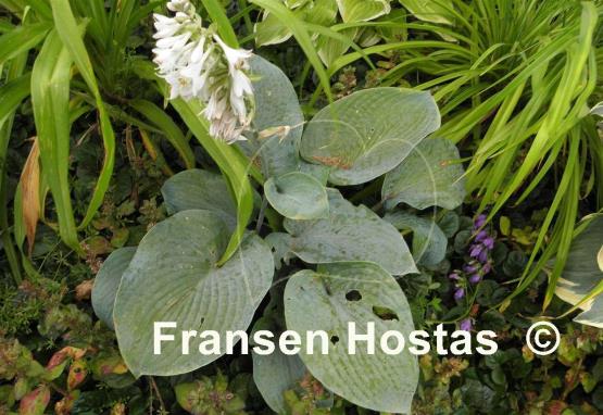 Hosta Rembrandt Blue