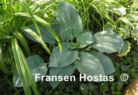 Hosta Rembrandt Blue