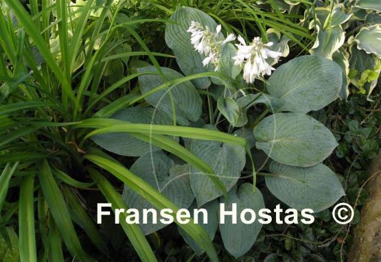 Hosta Rembrandt Blue