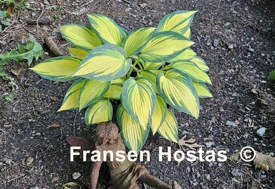 Hosta Remember Me