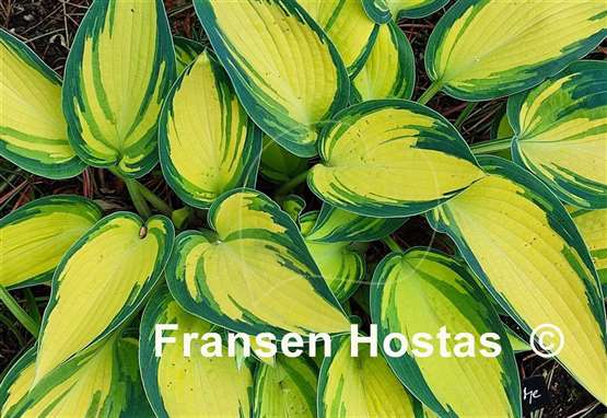 Hosta Remember Me