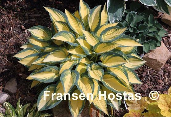 Hosta Remember Me