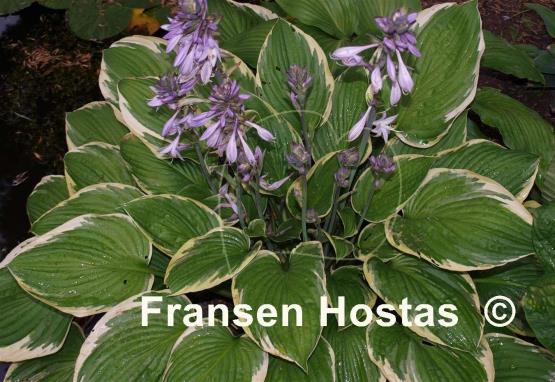 Hosta Renge Ki Nakafu