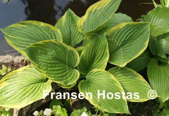 Hosta Renge Ki Nakafu