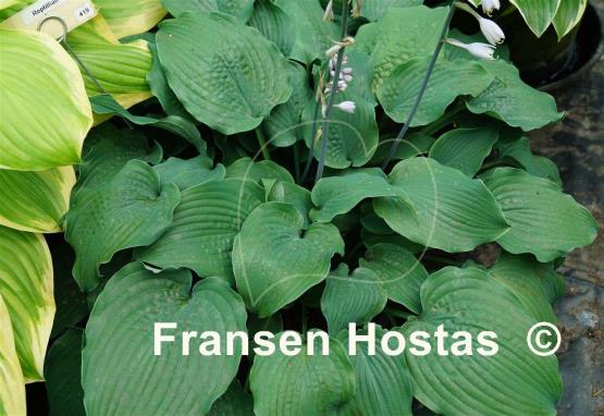 Hosta Reptillian