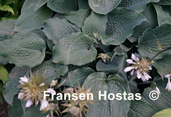 Hosta Reptillian