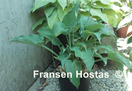 Hosta Reptillian