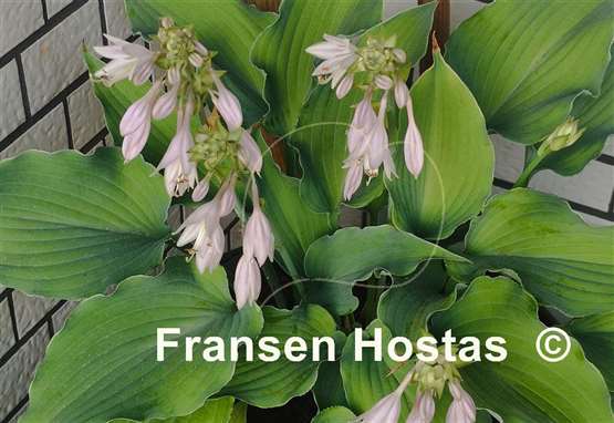 Hosta Restless Sea