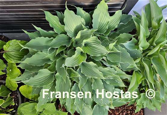 Hosta Restless Sea