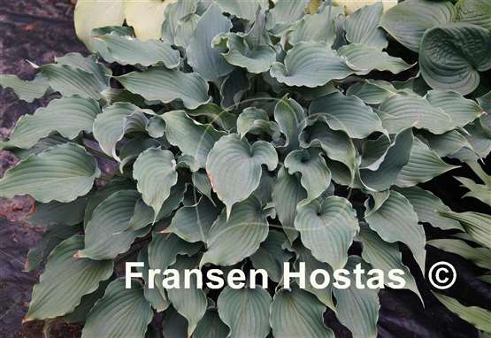 Hosta Restless Sea