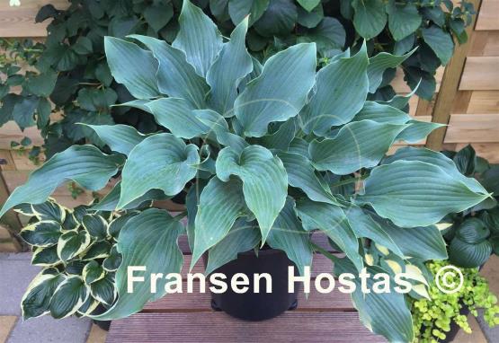 Hosta Restless Sea