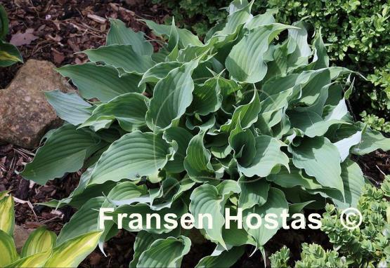 Hosta Restless Sea