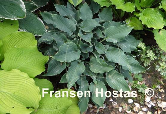 Hosta Restless Sea