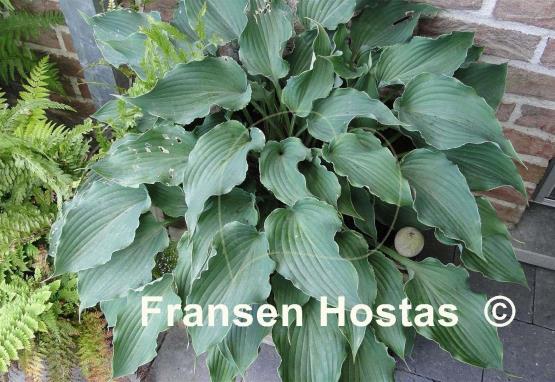 Hosta Restless Sea