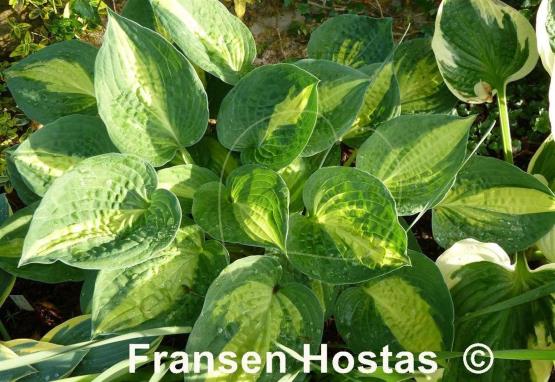 Hosta Reversed