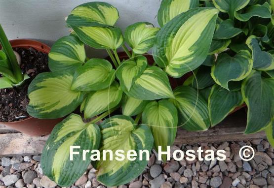 Hosta Reversed