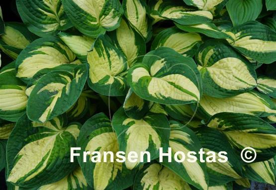Hosta Reversed