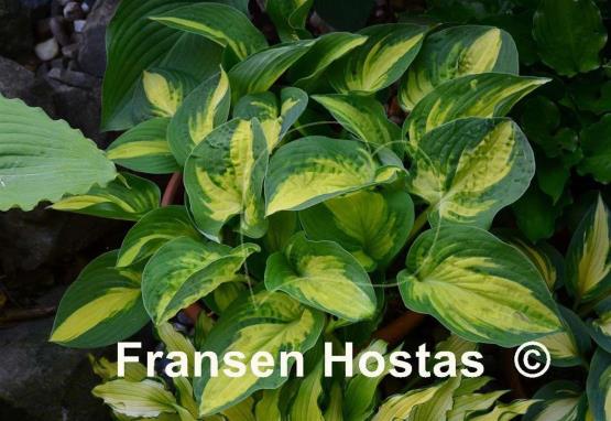 Hosta Reversed