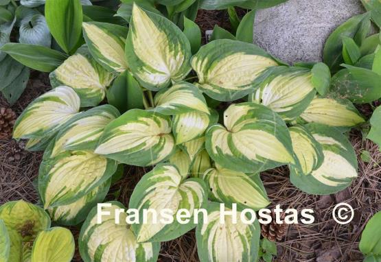 Hosta Reversed