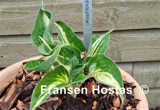 Hosta Revolution