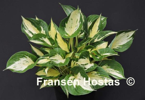 Hosta Revolution