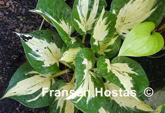 Hosta Revolution