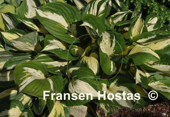 Hosta Revolution