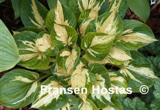 Hosta Revolution