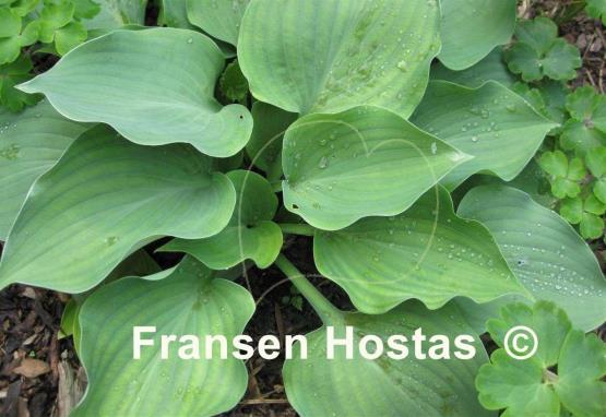 Hosta Rhapsody in Blue