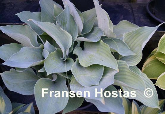 Hosta Rhapsody in Blue