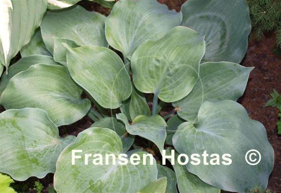Hosta Rhapsody in Blue