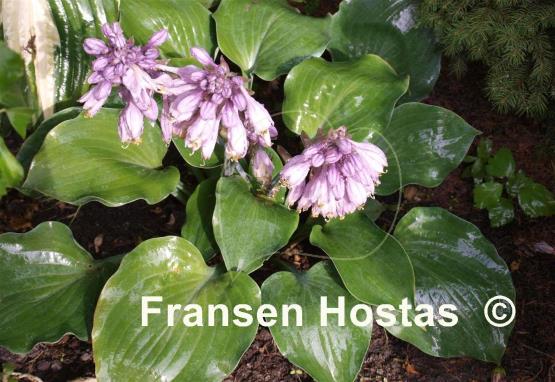 Hosta Rhapsody in Blue
