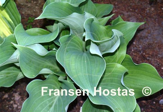 Hosta Rhapsody in Blue