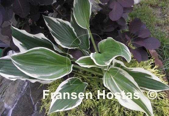 Hosta Rhapsody