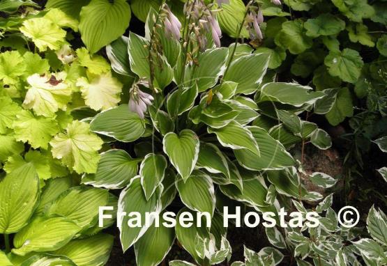 Hosta Rhapsody