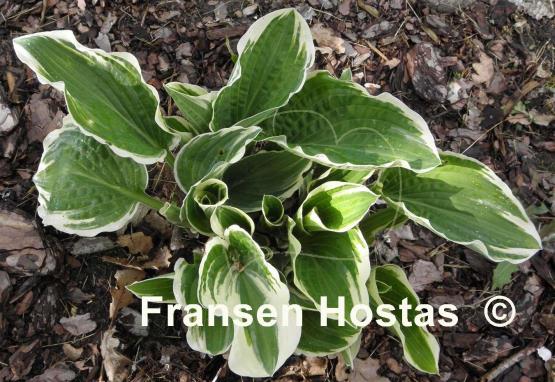 Hosta Rhapsody