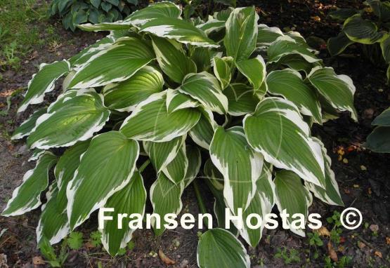 Hosta Rhapsody