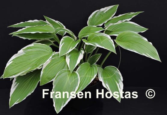 Hosta Rhapsody