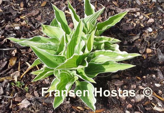 Hosta Rhapsody