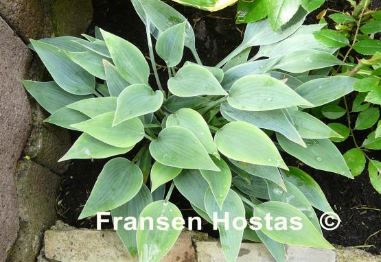 Hosta Rhein