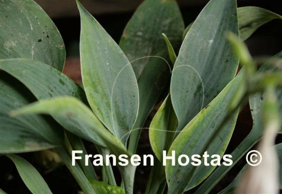 Hosta Rhein