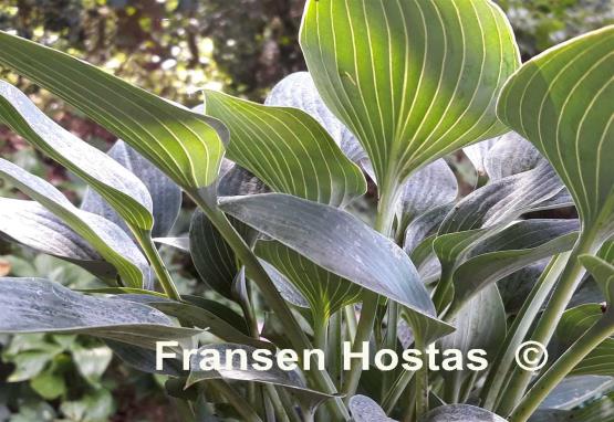 Hosta Rhein