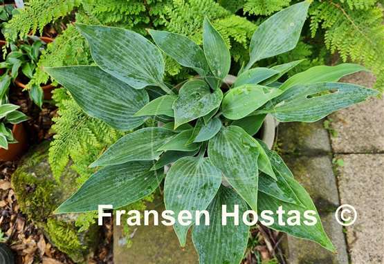 Hosta Rhein