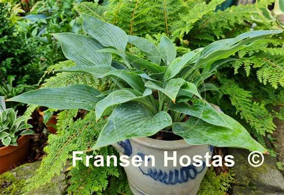 Hosta Rhein